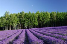 furano_rabendr.jpg